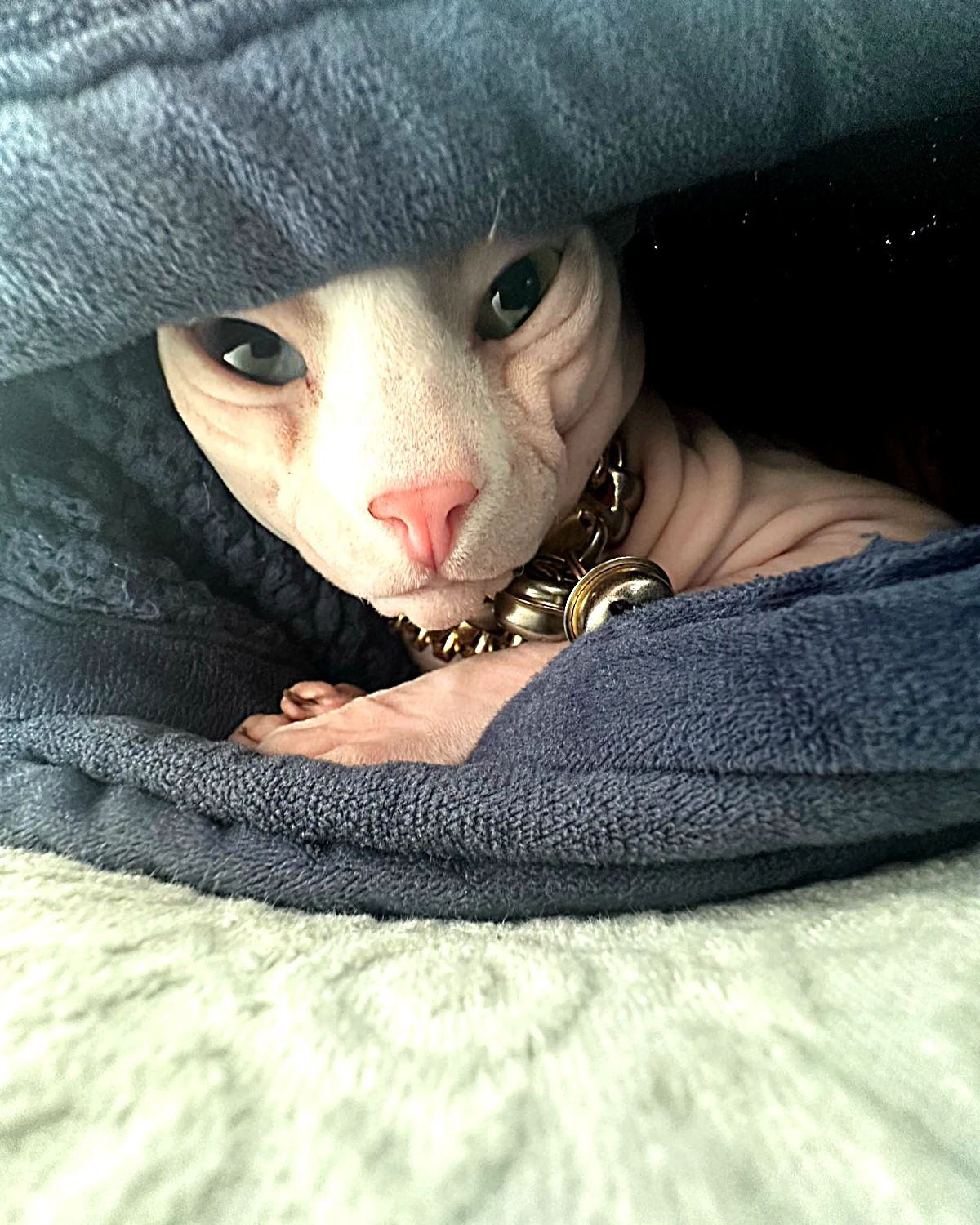A Sphynx cat tucked deep inside a soft fleece blanket